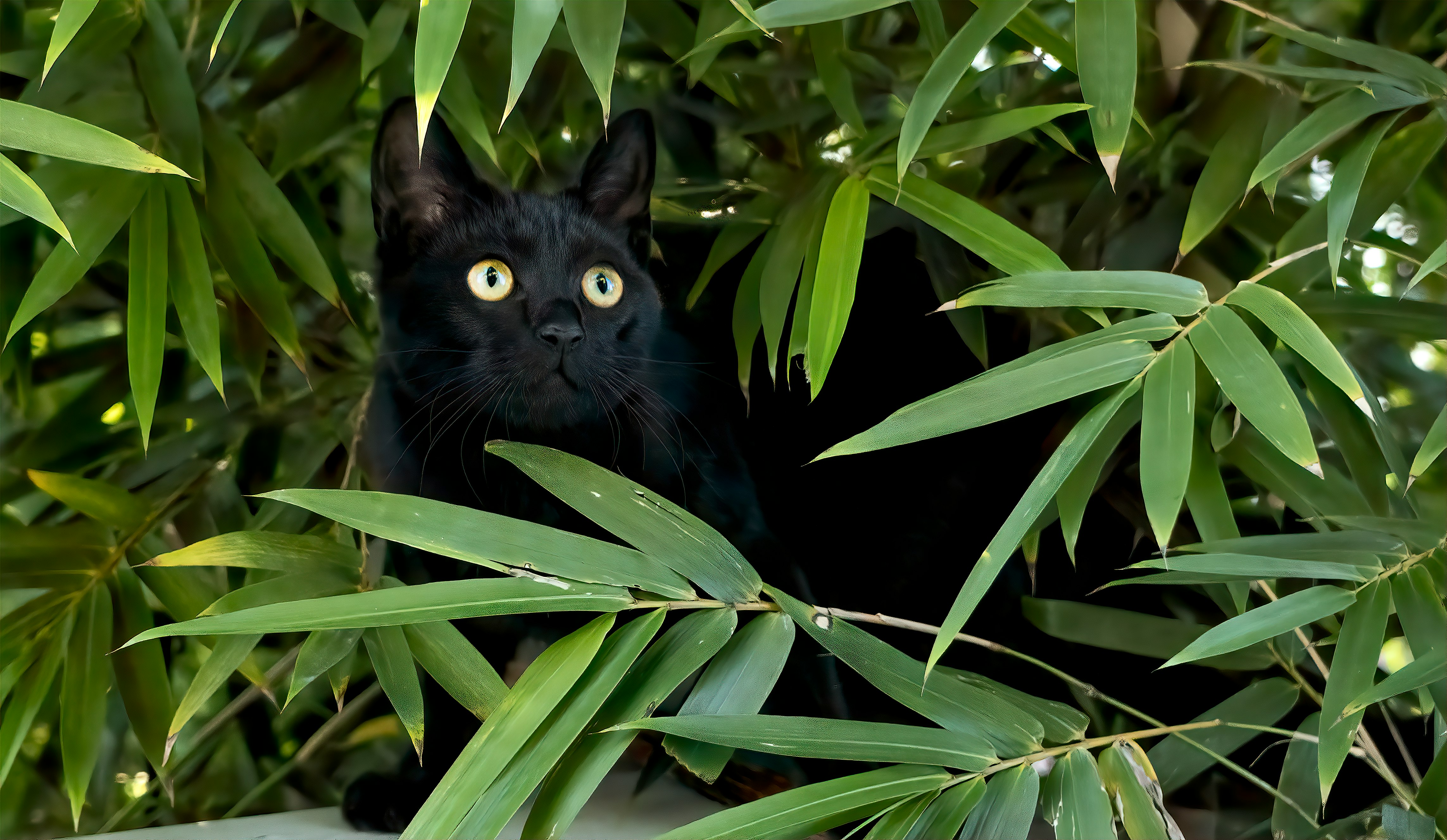 black cat hiding on green leaves